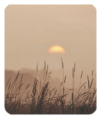 DF35-334-BZ Harvest Sunrise Bronze